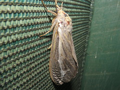 Abantiades albofasciatus