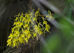 Cyrtochilum pardinum