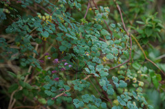 Thalictrum podocarpum