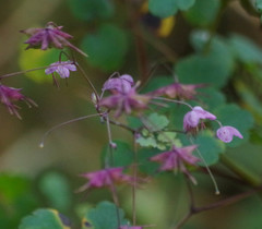 Thalictrum podocarpum