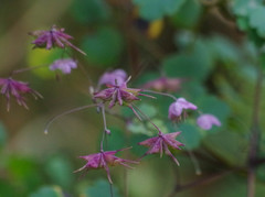 Thalictrum podocarpum