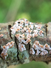 Peniophora polygonia
