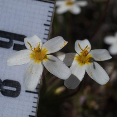 Leptosiphon parviflorus