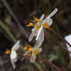 Leptosiphon parviflorus