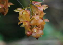 Epidendrum gratissimum