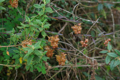 Epidendrum gratissimum