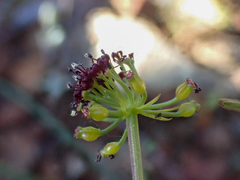 Lomatium marginatum purpureum