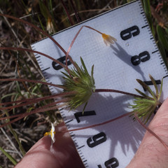 Leptosiphon parviflorus