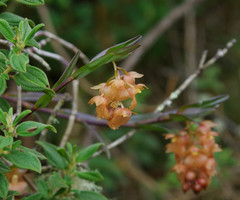 Epidendrum gratissimum