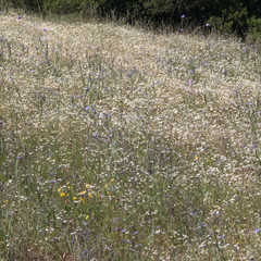 Leptosiphon parviflorus