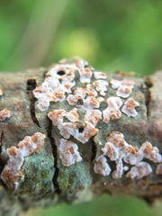 Peniophora polygonia