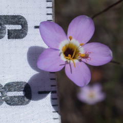 Leptosiphon androsaceus