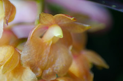 Epidendrum gratissimum