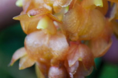 Epidendrum gratissimum