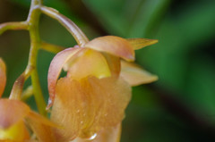 Epidendrum gratissimum