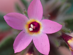 Collomia diversifolia