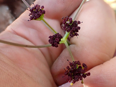 Lomatium marginatum purpureum