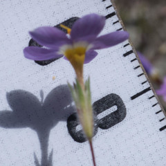 Leptosiphon androsaceus