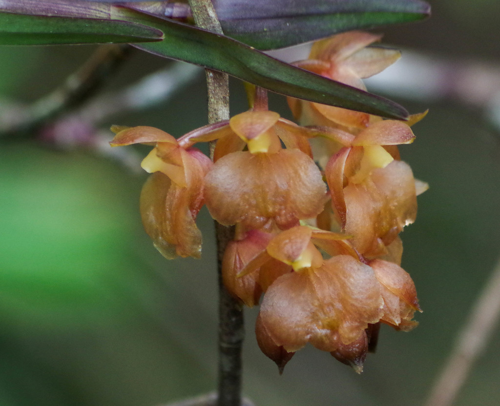 Epidendrum gratissimum (Rchb.f.) Hágsater & Dodson 2