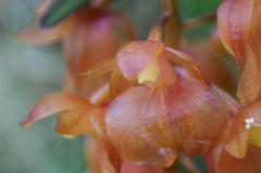 Epidendrum gratissimum