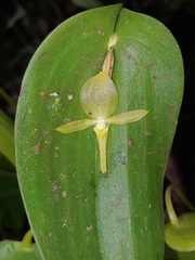 Pleurothallis apopsis