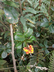Berberis pichinchensis