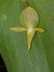 Pleurothallis apopsis