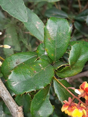 Berberis pichinchensis