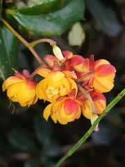 Berberis pichinchensis