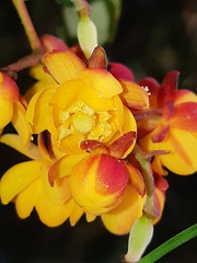 Berberis pichinchensis