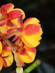Berberis pichinchensis