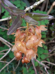Epidendrum gratissimum