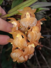 Epidendrum gratissimum