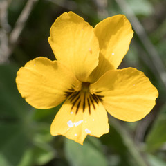 Viola pedunculata