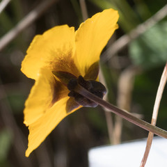 Viola pedunculata