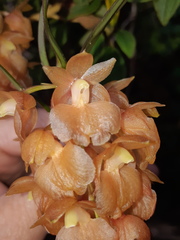 Epidendrum gratissimum