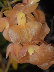 Epidendrum gratissimum