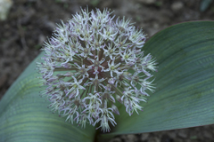 Allium karataviense