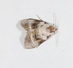 Acatapaustus metallopa