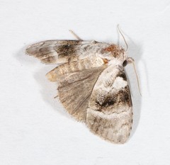 Acatapaustus metallopa