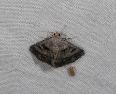 Acantholipes juba