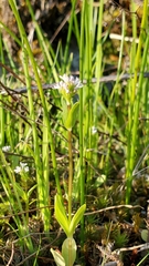 Plectritis congesta brachystemon