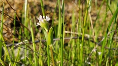 Plectritis congesta brachystemon