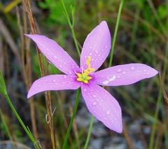 Sabatia grandiflora