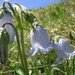 Bearded Bellflower - Photo (c) Fred Inklaar, some rights reserved (CC BY-NC-SA)