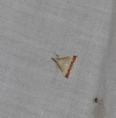 Autocharis hedyphaes