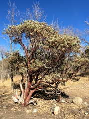 Arctostaphylos pringlei