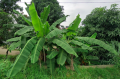 Musa