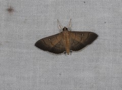 Pramadea lunalis