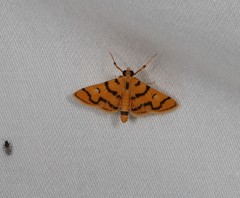 Dichocrocis erixantha